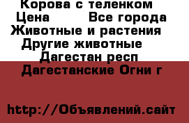 Корова с теленком › Цена ­ 69 - Все города Животные и растения » Другие животные   . Дагестан респ.,Дагестанские Огни г.